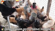 Цыплята и Курочки селяночки лучшие беспородные несушки 🥚 (363)