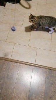 Котята дачники ищут семью.