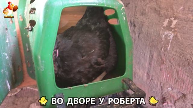 Содержание кур в домашних условиях и других птиц во дворе у Роберта 🐣🐤🦆🐔🪿🦃 (310)