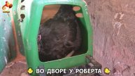 Содержание кур в домашних условиях и других птиц во дворе у Роберта 🐣🐤🦆🐔🪿🦃 (310)