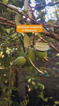 В Абхазии созрела фейхоа (2-я половина октября, ОСЕНЬ-2025)