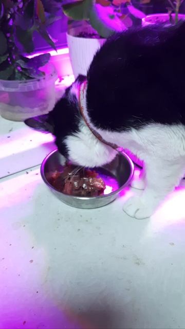 Яков Студёный в деревне-22-10-2025