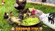 Забавные утки мускусные и пекинские на свободном выгуле со своими друзьями ч.(261) ❣️🤗😂