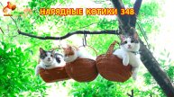 Нарядные Котики расслабляются на солнышке 🌞 🐈🐈🐈 (348)