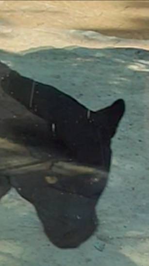 Черный ягуар