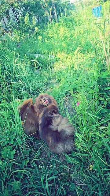 Два коричневых пушистика в погоне за счастьем #шпиц
#померанскийшпиц
#dog
#шпицуля
#собака
#pomerani