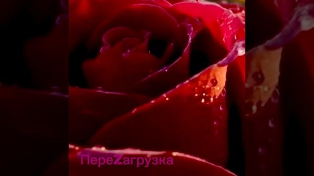 МИЛЛИОН ДИРЕКТИВ.