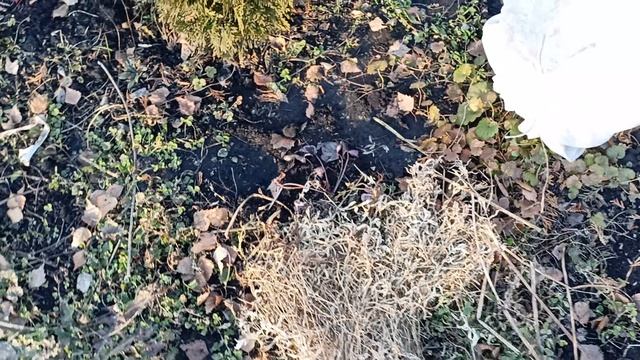 Защита роз и хвойных растений от солнечных ожогов.