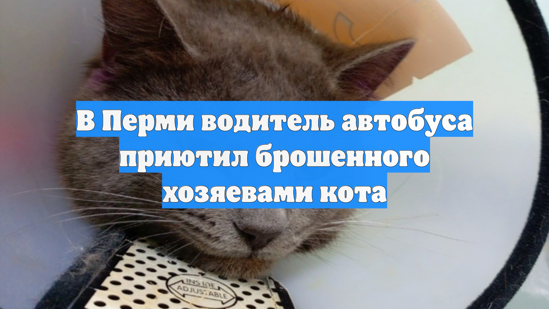В Перми водитель автобуса приютил брошенного хозяевами кота