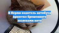 В Перми водитель автобуса приютил брошенного хозяевами кота