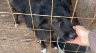 Активисты ЮЗГУ посетили приют Право жить