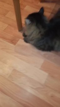 Вечерний обход владений.