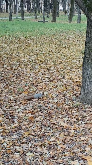 Белки в городе