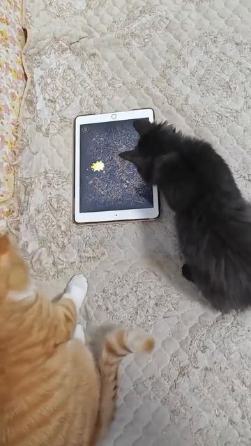 Тот я,когда проиграл в любимую игру😀https://t.me/pricolkanali