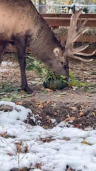 Уютный обед нашего изюбря Василька.