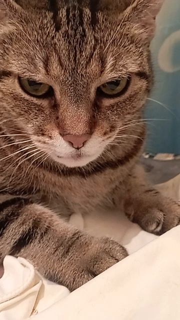 стихи ру читает автор Светлана Перлис-Захарова