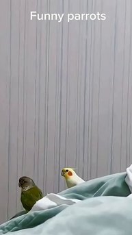 Смешные животные