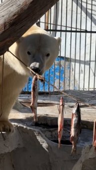 Алмазный пир в "Приамурском": Медвежьи забавы с рыбой, арбузом и тыквой!