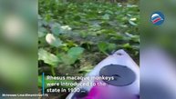 Дождь из обезьян: дикие макаки удивили туристов во Флориде своими трюками
