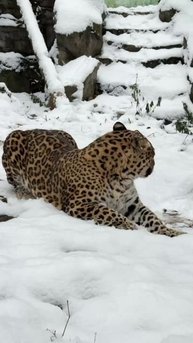 Первый снег — первая милота!
