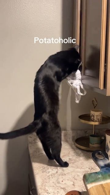 Кот картошкоголик