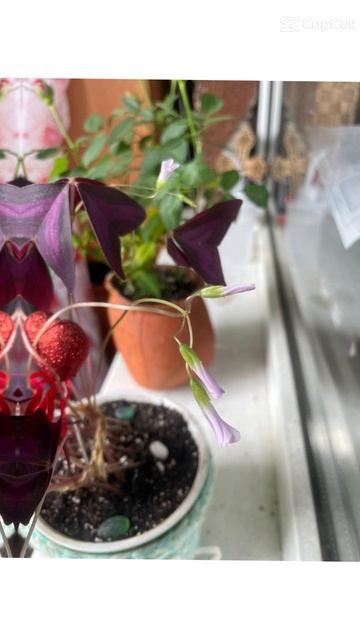 цветочки 2.mp4