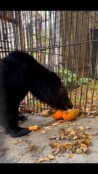 Наш Буржуй в восторге от сюрпризов! Благодарность всем, кто дарит ему радость!
