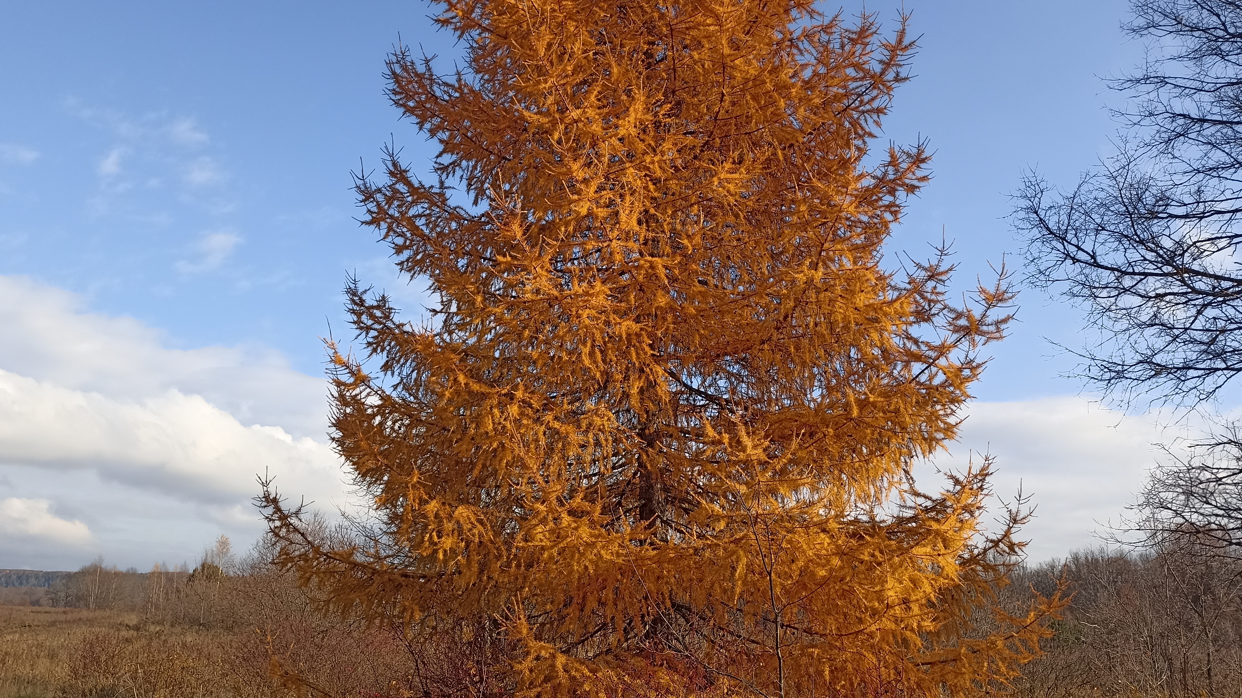 Золото лиственницы.