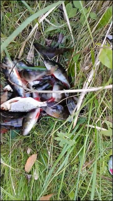 Осень рыбалка 2025 г.