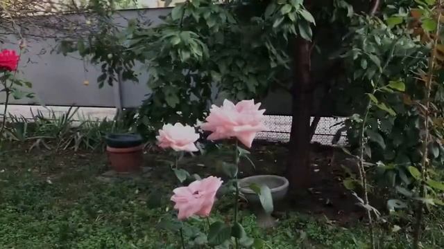 Обзор пресс для сока Муромец 50 литров