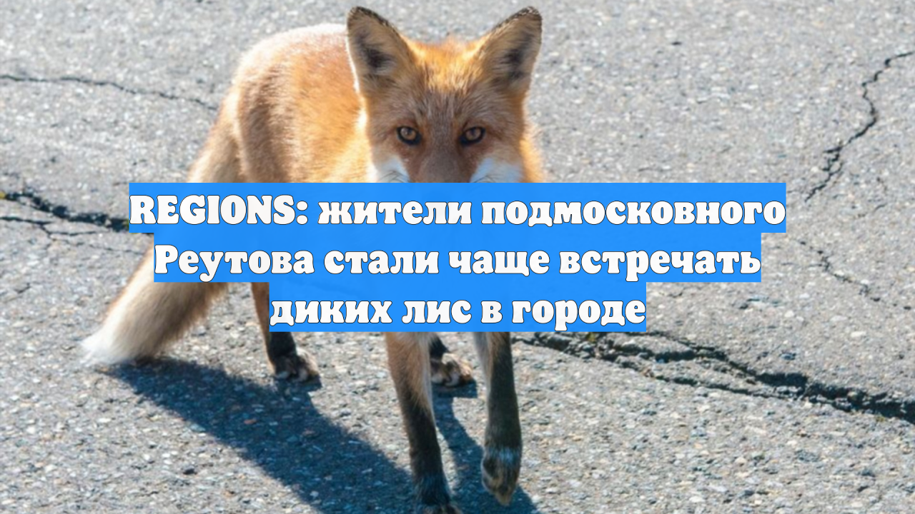 REGIONS: жители подмосковного Реутова стали чаще встречать диких лис в городе