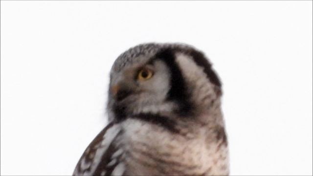 Ястребиная сова