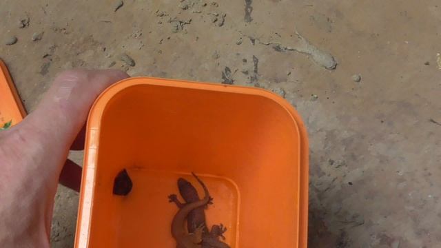 Уноватуна. Гекон Домашний обитатель.