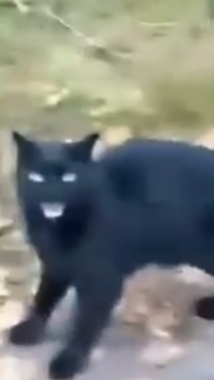 Осторожно,злой кот.