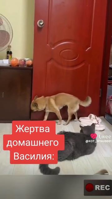 Жертва домашнего насилия😱🤣🤣#смешныеживотные #смешно #смешноевидео #смешное #юмор #смех #животные