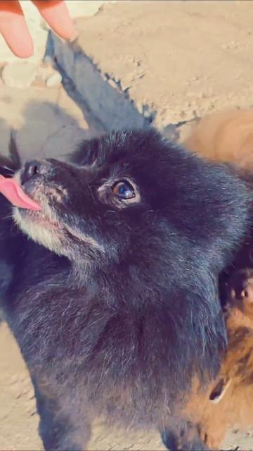 Шпицы #собаки #шпиц #животные #собакадругчеловека