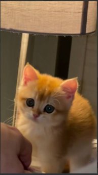 котенок на ДР