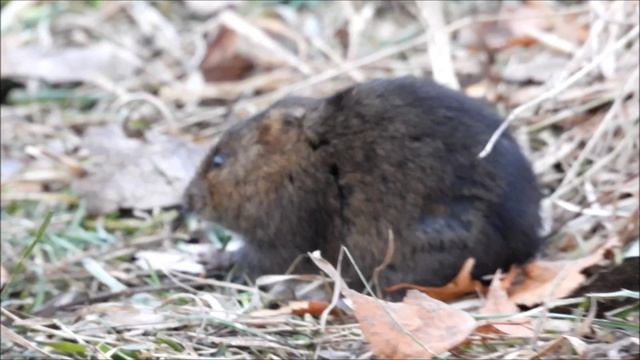 Земляная крыса