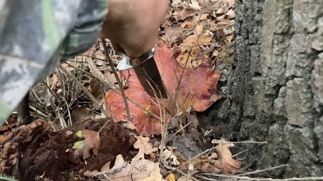 Последние деньки сбора Грибов 🍄🍄🟫 и ужасные 😱 шакалы 🐕 #топ #тренды #лес #грибы #шакал #лучшее