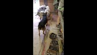 Собака. Кот. Том и Фокс