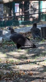 КАРАНТИН у нашего нового постояльца — краснокнижного черного грифа — успешно завершён!