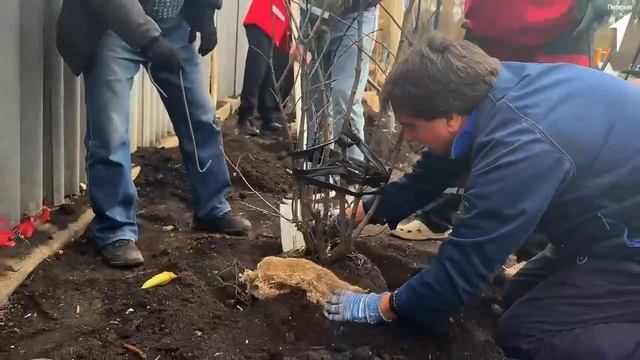 🌿 Первые приняли участие в озеленении парка имени Горького
