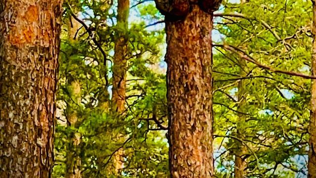 Прогулка в осеннем лесу 🌲🍂🍁🌳🌿
