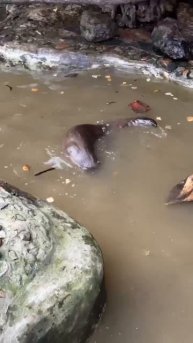В Приамурском зоосаде прошло показательное кормление наших выдр — Макса и Луши!
