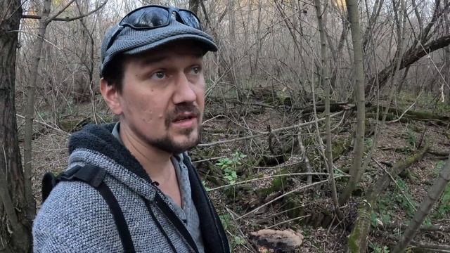 ОТец ищет грибы в день ОТца Трутовики, синеножка и говорушка дымчатая