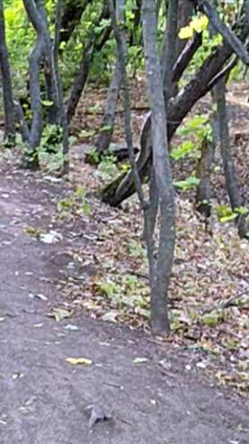 Роща "Красная весна" (Новочеркасск)