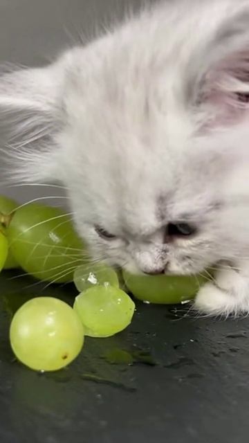 котик ест арбуз