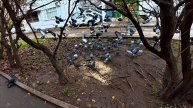 ШВЕДСКИЙ СТОЛ ДЛЯ ГОЛУБЕЙ.