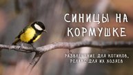 30 минут видео для кошек и любителей наблюдать за птицами – синицы на кормушке