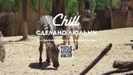LIVE: CHILL